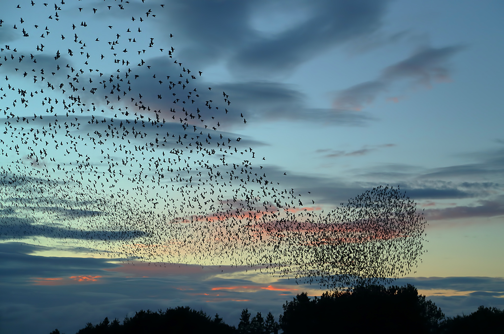 starlings via geograph-5991171-by-Walter-Baxter