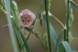 A small harvest mouse climbing up shoots of grass looking forwar